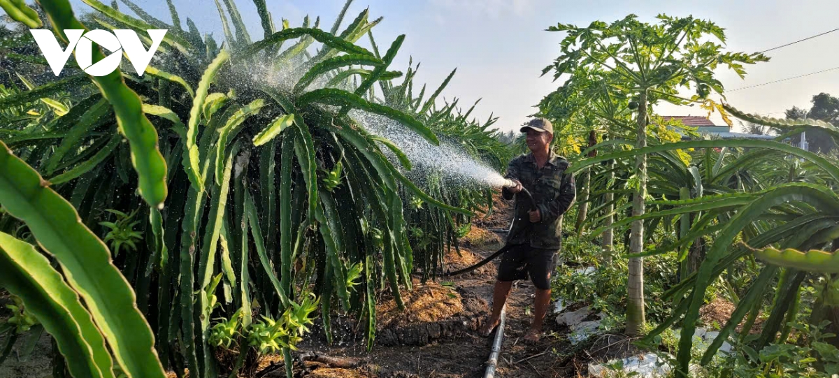 Vườn thanh long tại Đồng Tháp xanh tốt, năng suất cao trong mùa khô hạn